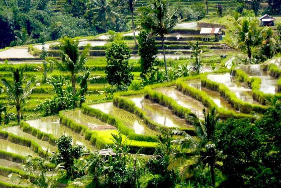 Puri Dajuma Cottages & Spa生态旅游巴厘岛